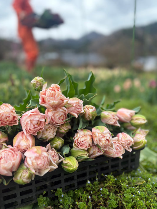 【4月15日水曜日着】チューリップ便 2026