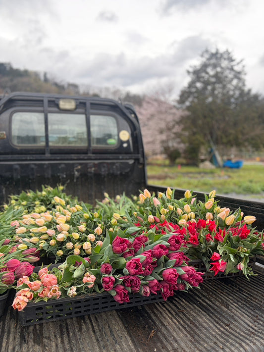 【4月18日土曜日着】チューリップ便 2026