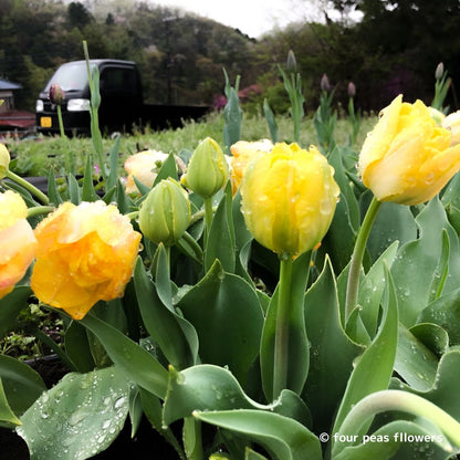 tulip-yellow